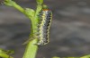 Cucullia erythrocephala: Half-grown larva (e.l. rearing, Spain, Cabo de Gata, young larva in late March 2019) [S]