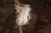 Cucullia erythrocephala: Falter (e.l. Spanien, Cabo de Gata, Raupe Ende März 2019) [S]
