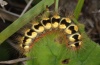 Acronicta euphorbiae: Larva (Lechtal, Forchach, September 2011) [N]
