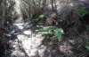 Euplexia euplexina: Larvalhabitat in einem Lorbeerwald bei El Tablado. Die jungen Raupen saßen unterseits an den Farnwedeln (La Palma, 500m NN, Dezember 2012) [N]