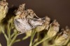 Zebeeba falsalis: Adult (e.l. rearing, Greece, SW-Peloponnese, larva in early August 2019) [S]