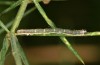 Zebeeba falsalis: Half-grown larva (Greece, SW-Peloponnese, early August 2019) [M]