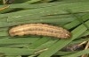 Mythimna favicolor: Larva in the final instar (NW-Germany, Spiekeroog island, mid-March 2024) [S]
