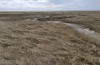Mythimna favicolor: Habitat (NW-Germany, Spiekeroog island, mid-March 2024) [N]
