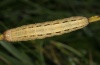 Mythimna ferrago: Larva (eastern Swabian Alb, Southern Germany 2011) [S]