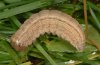 Mythimna ferrago: Larva (Valais, Switzerland) [S]