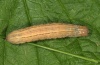 Mythimna ferrago: Larva (eastern Swabian Alb, Southern Germany 2011) [S]