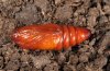 Rusina ferruginea: Female pupa (ex eastern Swabian Alb, Southern Germany) [S]