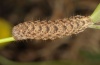 Hadena filograna: Larva (Upper Danube Valley, S-Germany, Gutenstein, July 2011) [S]