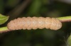 Noctua fimbriata: Larva in penultimate instar [S]