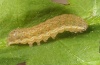 Noctua fimbriata: Half-grown larva [S]