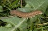 Noctua fimbriata: Half-grown larva (e.l. Swabian Alb, Southern Germany) [S]