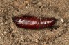 Trigonophora flammea: Puppe (e.l. Spanien, Albacete, Pedro Andres, Raupenfunde Anfang April 2025) [S]