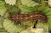 Trigonophora flammea: Raupe (e.l. Spanien, Albacete, Pedro Andres, Raupenfunde Anfang April 2025) [S]