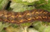 Trigonophora flammea: Raupe (e.l. Spanien, Albacete, Pedro Andres, Raupenfunde Anfang April 2025) [S]