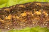 Trigonophora flammea: Raupe (e.l. Spanien, Albacete, Pedro Andres, Raupenfunde Anfang April 2025) [S]