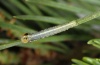 Panolis flammea: Half-grown larva (eastern Swabian Alb, Southern Germany, early June 2012) [M]