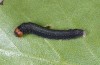 Achlya flavicornis: Half-grown larva (Northern Black Forest, early June 2010) [M]