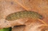 Pechipogo flavicrinalis: Raupe (Zuchtphoto, Sardinien, Meana Sardo, 590m, Weibchen am 20.09.2016, leg. Christian Siegel) [S]