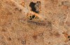 Pechipogo flavicrinalis: Young larva (breeding photo, Sardinia, Meana Sardo, 590m, female on 20.09.2016, leg. Christian Siegel) [S]