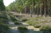 Tetheella fluctuosa: Larval habitat with birch along a track through pine forest (northern Germany, Lüneburger Heide, larva in August 2020) [N]