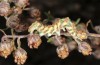 Cucullia formosa: Half-grown larva (Alpes-Maritimes. Lucéram, mid-October 2013) [N]