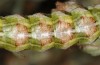 Cucullia formosa: Larva (S-France, Alpes-Maritimes, early October 2014) [M]