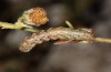 Cucullia formosa: Young larva (Alpes-Maritimes. Lucéram, mid-October 2013) [N]