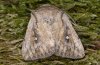 Leucania fortunata: Male (e.l. La Gomera) [S]