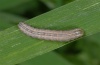 Leucania fortunata: Young larva (La Gomera, Valle Hermoso, December 2011) [M]