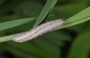 Leucania fortunata: Half-grown larva (La Gomera, December 2011) [S]