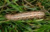 Leucania fortunata: Larva (La Gomera) [S]