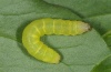 Mniotype fratellum: Half-grown larva (La Palma, December 2010) [S]