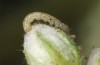 Cucullia fraudatrix: L1 larva feeding itself into an inflorescence (e.l. breeding, south of Berlin, larvae found on 09. September 2023) [S]