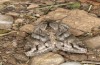 Cucullia fraudatrix: Imago (e.l. rearing, south of Berlin, larvae found on 09. September 2023) [S]