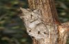 Cucullia fraudatrix: Imago (e.l. rearing, south of Berlin, larvae found on 09. September 2023) [S]