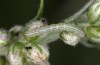 Cucullia fraudatrix: L2 larva (e.l. breeding, south of Berlin, larvae found on 09. September 2023) [S]