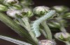 Cucullia fraudatrix: L2 larva (e.l. breeding, south of Berlin, larvae found on 09. September 2023) [S]