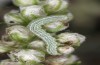Cucullia fraudatrix: L2 larva (e.l. breeding, south of Berlin, larvae found on 09. September 2023) [S]