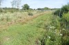 Cucullia fraudatrix: Larval habitat (south of Berlin, 09. September 2023) [N]