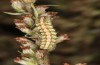 Cucullia fraudatrix: Larva just in the final instar (south of Berlin, 09.09.2023) [M]