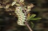 Cucullia fraudatrix: Larva in the final instar (south of Berlin, 09.09.2023) [M]