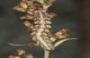 Cucullia fraudatrix: Larva in the final instar (south of Berlin, 09.09.2023) [S]