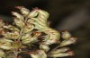 Cucullia fraudatrix: Larva in the end of the penultimate instar L4 (Germany, south of Berlin, 09. September 2023) [M]