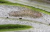 Cucullia fraudatrix: L1 larva (e.l. breeding, south of Berlin, larvae found on 09. September 2023) [S]