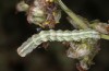 Cucullia fraudatrix: L4 larva (e.l. breeding, south of Berlin, larvae found on 09. September 2023) [S]