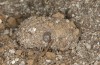 Cucullia fraudatrix: Cocoon (e.l. rearing, south of Berlin, larvae found on 09.09.2023) [S]