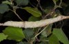Catocala fraxini: Larva [S]