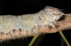 Catocala fraxini: Larva laterocranial [S]