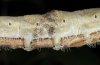 Catocala fraxini: Larva central segments lateral [S]
